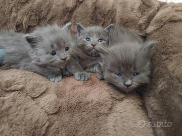Gattini di razza Nebelung