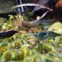 Neocaridine wild e miste