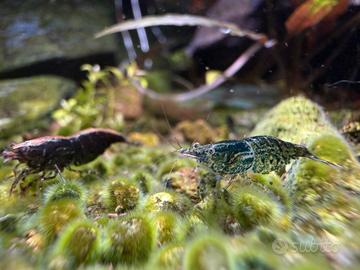 Neocaridine wild e miste