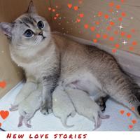 Cessione allevamento Scottish con affisso