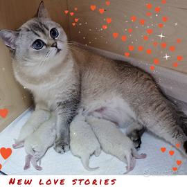 Cessione allevamento Scottish con affisso