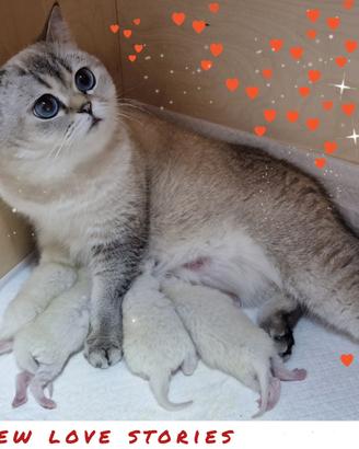 Cessione allevamento Scottish con affisso