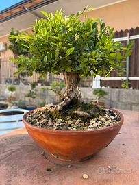 Zelkova bonsai
