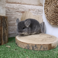 Cincillà violet velvet