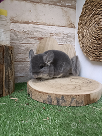 Cincillà violet velvet