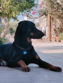 Beauceron disponibile per monta