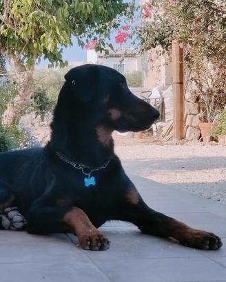 Beauceron disponibile per monta