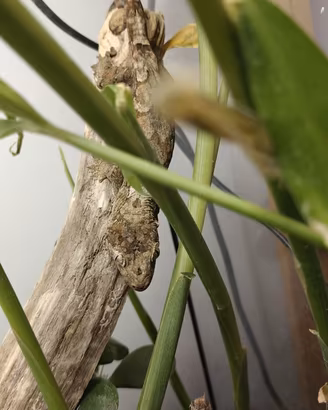Geco Mniarogekko chahoua