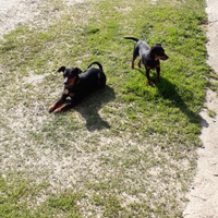 Pincher da riproduzione