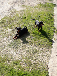 Pincher da riproduzione