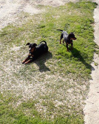 Pincher da riproduzione