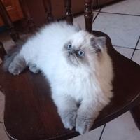 Gatto Persiano