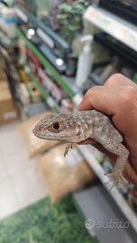Iguana del Madagascar