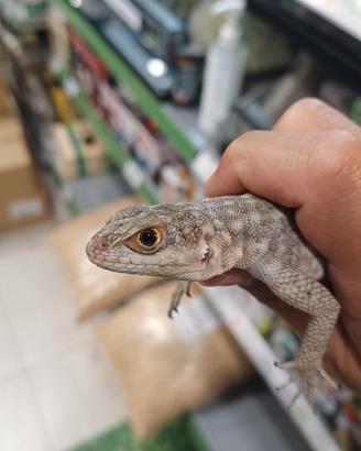 Iguana del Madagascar