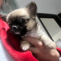 Cucciolo di chihuahua a pelo lungo