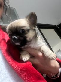 Cucciolo di chihuahua a pelo lungo