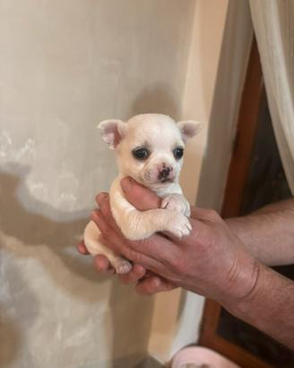Chiwawa