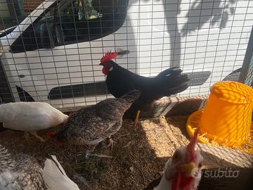 Galline