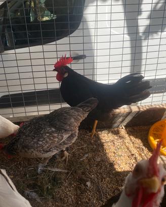 Galline