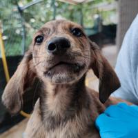 Cuccioli taglia segugi-maremmani