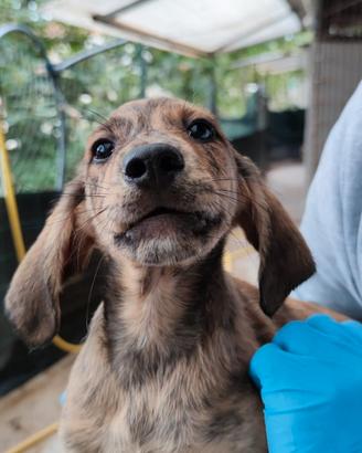 Cuccioli taglia segugi-maremmani