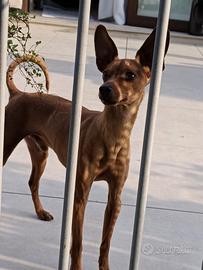 Cane maschio piccola taglia