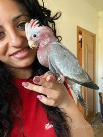 Pappagalli caccatua ara amazzoni parrocchetti