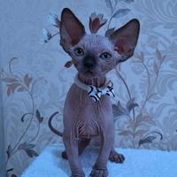 Sphynx cuccioli trasporto in tutta italia