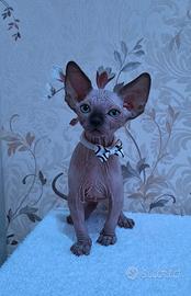 Sphynx cuccioli trasporto in tutta italia