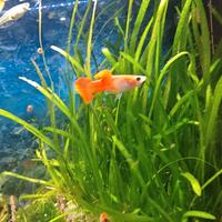 Pesci Guppy colorati