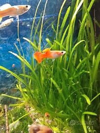 Pesci Guppy colorati