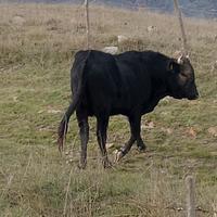 Toro Cinisaro