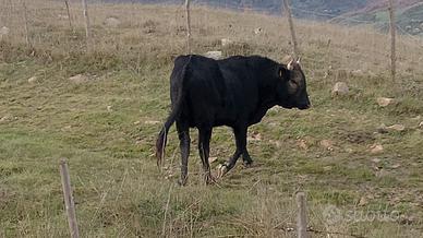 Toro Cinisaro