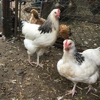 Galletto Sussex Columbia