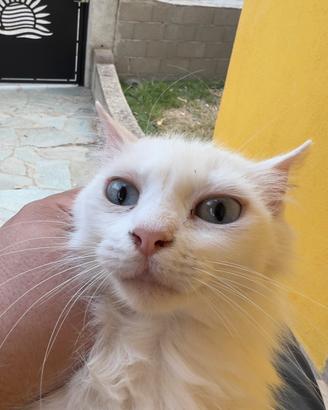 Gattini in adozione