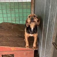 Segugio maremmano femmina