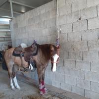 Cavallo