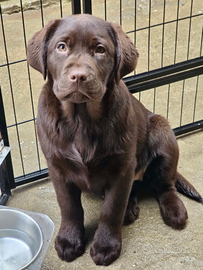 Cuccioli labrador chocolate