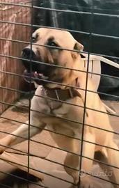 Cane corso 3 anni