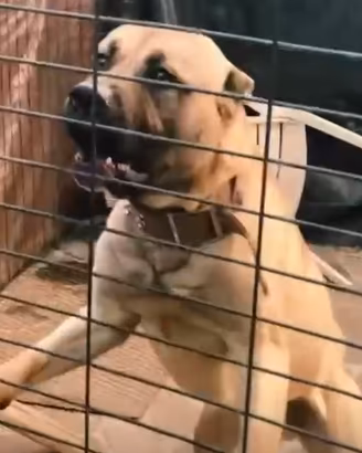 Cane corso 3 anni
