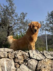 Golden retriver americano