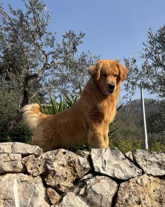 Golden retriver americano