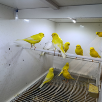 Canarini gialli ala bianca 2025