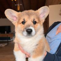 Cuccioli Welsh Corgi Pembroke