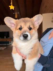 Cuccioli Welsh Corgi Pembroke