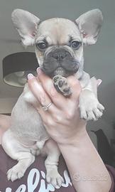 Bulldog francese maschio