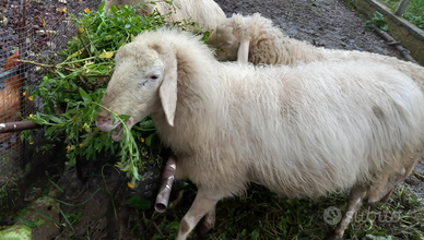 3 pecore giovani incinte