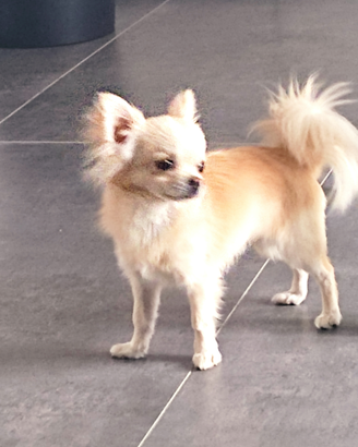 Chihuahua da monta