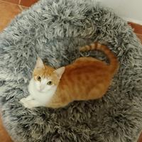 Bambo gattina 18 mesi