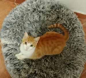 Bambo gattina 18 mesi